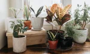 Indoor Plants: A Guide to Their Names and Benefits