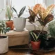 Indoor Plants: A Guide to Their Names and Benefits