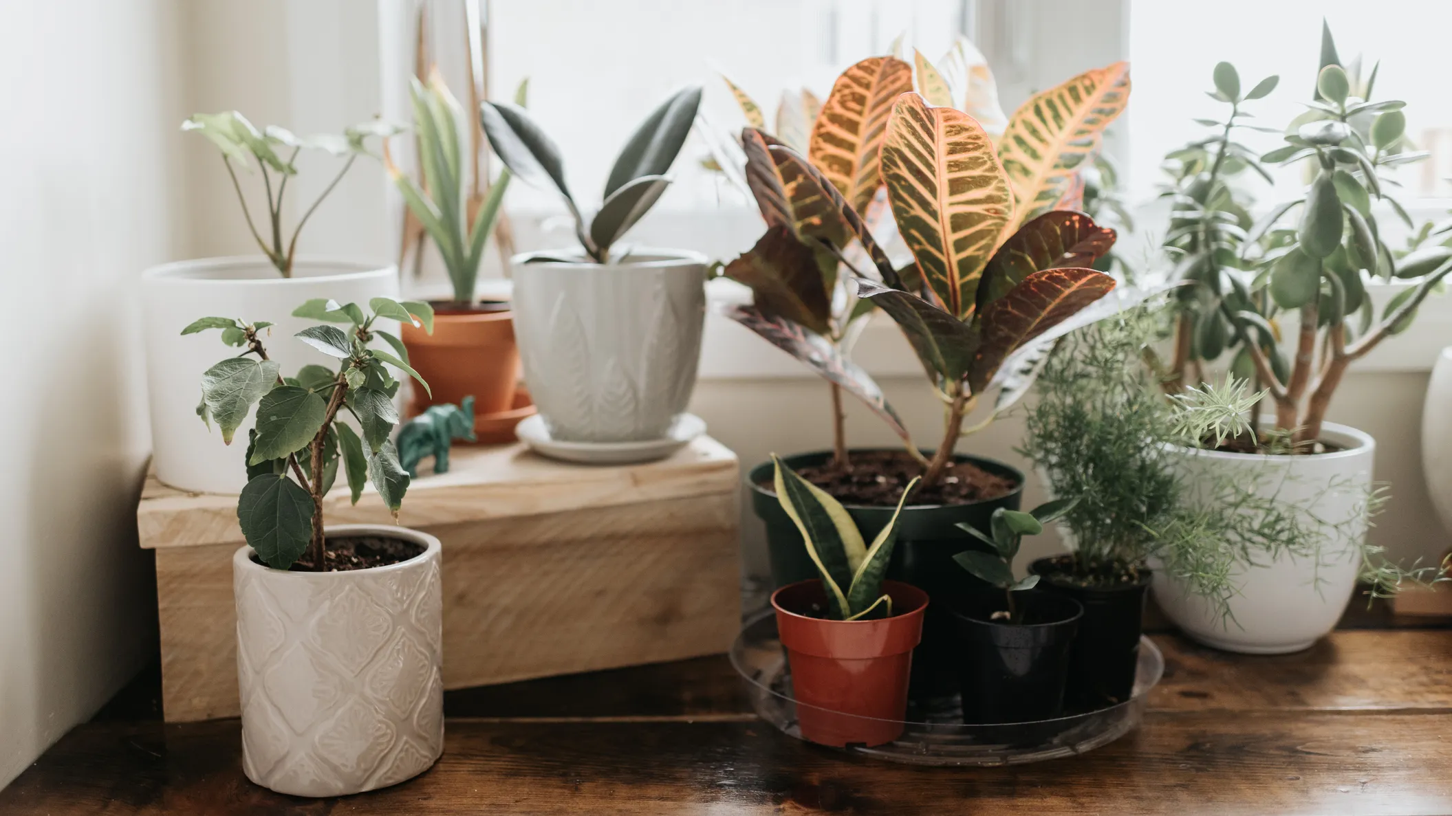 Indoor Plants: A Guide to Their Names and Benefits