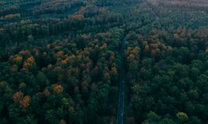 Explore the Black Forest for a Storybook Adventure